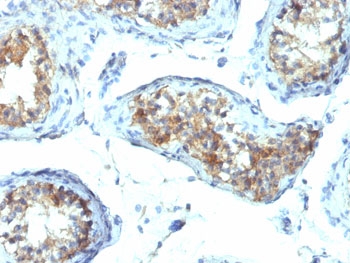 IFN Gamma / Interferon Gamma Antibody - IHC testing of FFPE human testis with IFN gamma antibody (clone IFNG/466). Required HIER: boil tissue sections in 10mM Tris with 1mM EDTA, pH 9.0, for 10-20 min.