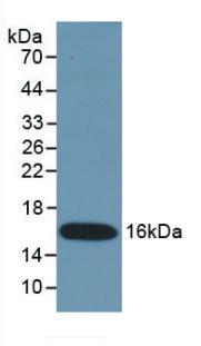 IFN Gamma / Interferon Gamma Antibody - Western Blot; Sample: Recombinant IFNg, Mouse.