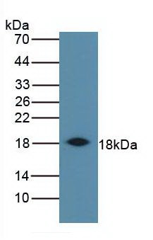IFN Gamma / Interferon Gamma Antibody - Western Blot Bovine Spleen Primary Ab: 3µg/mL Rabbit Anti-Ovine IFNg Ab Second Ab: 1:5000 Dilution of HRP-Linked Rabbit Anti-Mouse IgG Ab