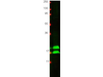 IFN Gamma / Interferon Gamma Antibody - Western blot using the protein-A purified anti-bovine IFN gamma antibody shows detection of recombinant bovine IFN gamma at 16.9 kDa, raised in yeast. Primary antibody was diluted to 1µg/mL. 3% BSA from BSA-30 (Bovine Serum Albumin Solution) was used for blocking. Secondary antibody 611-131-122 (Goat anti-Rabbit IgG 800) was used at 1:20,000.