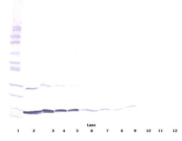 IFN Gamma / Interferon Gamma Antibody - Western Blot (reducing) of IFN-Gamma / Interferon Gamma antibody. This image was taken for the unconjugated form of this product. Other forms have not been tested.
