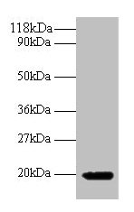 IFN Gamma / Interferon Gamma Antibody - Western blot All lanes: Interferon gamma antibody at 2µg/ml + 293T whole cell lysate Secondary Goat polyclonal to rabbit IgG at 1/10000 dilution Predicted band size: 19 kDa Observed band size: 19 kDa