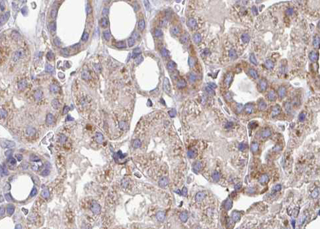IFN Gamma / Interferon Gamma Antibody - 1:100 staining human kidney tissue by IHC-P. The tissue was formaldehyde fixed and a heat mediated antigen retrieval step in citrate buffer was performed. The tissue was then blocked and incubated with the antibody for 1.5 hours at 22°C. An HRP conjugated goat anti-rabbit antibody was used as the secondary.