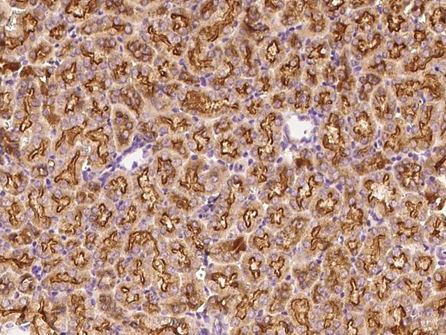 IFN Gamma / Interferon Gamma Antibody - Immunochemical staining of mouse IFNG in mouse kidney with rabbit polyclonal antibody at 1:500 dilution, formalin-fixed paraffin embedded sections.