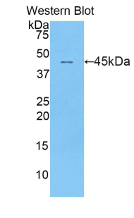 IFNA / Interferon Alpha Antibody - Western blot of recombinant IFNA1 / Interferon Alpha.  This image was taken for the unconjugated form of this product. Other forms have not been tested.