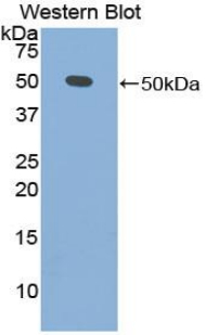 IFNA / Interferon Alpha Antibody - Western blot of recombinant IFNA1 / Interferon Alpha.  This image was taken for the unconjugated form of this product. Other forms have not been tested.