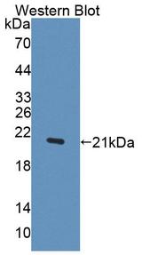 IFNA1 / Interferon Alpha 1 Antibody - Western Blot; Sample: Recombinant protein.