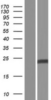 IFNA1 / Interferon Alpha 1 Protein - Western validation with an anti-DDK antibody * L: Control HEK293 lysate R: Over-expression lysate