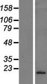 IFNA10 / Interferon Alpha 10 Protein - Western validation with an anti-DDK antibody * L: Control HEK293 lysate R: Over-expression lysate