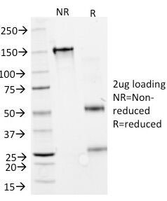 IFNA2 / Interferon Alpha 2 Antibody - SDS-PAGE Analysis of Purified, BSA-Free Interferon alpha 2 Antibody (clone N27). Confirmation of Integrity and Purity of the Antibody.