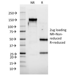 IFNA2 / Interferon Alpha 2 Antibody - SDS-PAGE Analysis of Purified, BSA-Free Interferon alpha 2 Antibody (clone N39). Confirmation of Integrity and Purity of the Antibody.