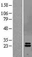 IFNA2 / Interferon Alpha 2 Protein - Western validation with an anti-DDK antibody * L: Control HEK293 lysate R: Over-expression lysate