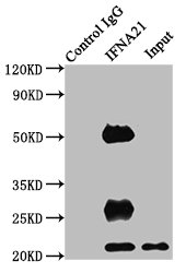 IFNA21 / Interferon Alpha 21 Antibody - Immunoprecipitating IFNA21 in HEK293 whole cell lysate Lane 1: Rabbit control IgG instead of IFNA21 Antibody in HEK293 whole cell lysate.For western blotting, a HRP-conjugated Protein G antibody was used as the secondary antibody (1/2000) Lane 2: IFNA21 Antibody (8µg) + HEK293 whole cell lysate (500µg) Lane 3: HEK293 whole cell lysate (10µg)
