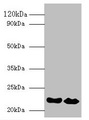 IFNA21 / Interferon Alpha 21 Antibody - Western blot All lanes: Interferon alpha-21 antibody at 2µg/ml Lane 1: NIH/3T3 whole cell lysate Lane 2: HepG2 whole cell lysate Secondary Goat polyclonal to rabbit IgG at 1/10000 dilution Predicted band size: 22 kDa Observed band size: 22 kDa