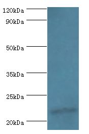 IFNA4 / Interferon Alpha 4 Antibody - Western blot. All lanes: Interferon alpha-4 antibody at 2 ug/ml+mouse kidney tissue. Secondary antibody: goat polyclonal to rabbit at 1:10000 dilution. Predicted band size: 22 kDa. Observed band size: 22 kDa.  This image was taken for the unconjugated form of this product. Other forms have not been tested.