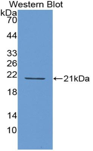 IFNA4 / Interferon Alpha 4 Antibody - WesternBlotSample:RecombinantIFNa4,Human