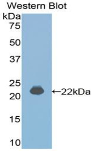 IFNA4 / Interferon Alpha 4 Antibody - Western blot of recombinant IFNA4 / Interferon Alpha 4.  This image was taken for the unconjugated form of this product. Other forms have not been tested.