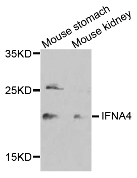 IFNA4 / Interferon Alpha 4 Antibody - Western blot blot of extracts of various cell lines, using IFNA4 antibody.