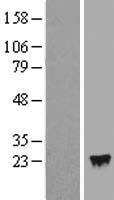 IFNA4 / Interferon Alpha 4 Protein - Western validation with an anti-DDK antibody * L: Control HEK293 lysate R: Over-expression lysate