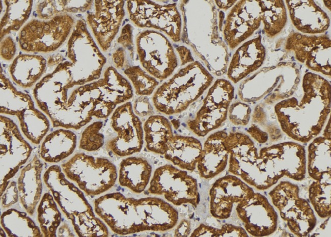 IFNA5 / Interferon Alpha 5 Antibody - 1:100 staining mouse kidney tissue by IHC-P. The sample was formaldehyde fixed and a heat mediated antigen retrieval step in citrate buffer was performed. The sample was then blocked and incubated with the antibody for 1.5 hours at 22°C. An HRP conjugated goat anti-rabbit antibody was used as the secondary.