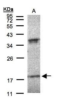 IFNA6 / Interferon Alpha 6 Antibody - Sample (30 ug of whole cell lysate). A: H1299. 12% SDS PAGE. IFNA6 antibody diluted at 1:200