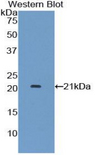 IFNA7 / Interferon Alpha 7 Antibody - Western blot of recombinant IFNA7 / Interferon Alpha 7.  This image was taken for the unconjugated form of this product. Other forms have not been tested.