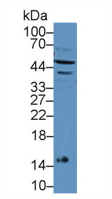 IFNA7 / Interferon Alpha 7 Antibody - Western Blot; Sample: Mouse Lymphocyte lysate; Primary Ab: 12µg/mL Rabbit Anti-Mouse IFNa7 Antibody Second Ab: 0.2µg/mL HRP-Linked Caprine Anti-Rabbit IgG Polyclonal Antibody
