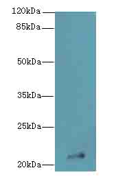 IFNAG Antibody - Western blot. All lanes: IFNAG antibody at 2 ug/ml+HL4- whole cell lysate Goat polyclonal to rabbit at 1:10000 dilution. Predicted band size: 22 kDa. Observed band size: 22 kDa.