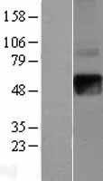 IFNGR2 Protein - Western validation with an anti-DDK antibody * L: Control HEK293 lysate R: Over-expression lysate