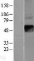 IFNGR2 Protein - Western validation with an anti-DDK antibody * L: Control HEK293 lysate R: Over-expression lysate