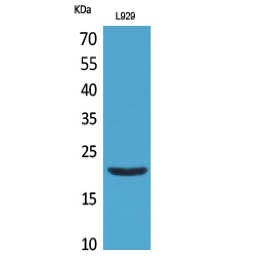 IFNL1 / IL29 Antibody - Western blot of IL-29 antibody