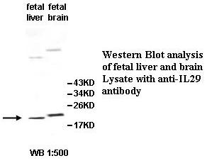IFNL1 / IL29 Antibody