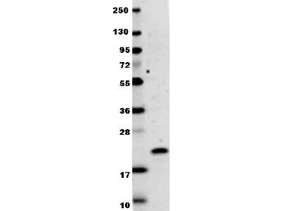IFNL1 / IL29 Antibody - Anti-Human IL-29 Antibody - Western Blot. Anti-human IL-29 antibody in western blot shows detection of recombinant human IL-29 raised in E. coli. Recombinant protein (0.1 ug, 19.9 kD) was loaded onto and resolved by SDS-PAGE, then transferred to nitrocellulose. The membrane was blocked with 1% BSA in TBST for 30 min at RT, followed by incubation with Anti-Human IL-29. After washing, membrane was probed with secondary antibody Dylight 649 Conjugated Anti-Rabbit IgG (H&L) (Goat) Antibody ( diluted 1:20000 in blocking buffer (MB-070) for 30 min. at RT. Data was collected using Bio-Rad VersaDoc 4000 MP imaging system.