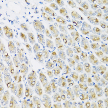 IFNL1 / IL29 Antibody - Immunohistochemistry of paraffin-embedded mouse stomach using IFNL1 antibody at dilution of 1:100 (40x lens).