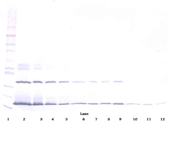 IFNL2 / IL28A Antibody - Biotinylated Anti-Human IFN-?2 Western Blot Unreduced