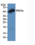 IFNL2 / IL28A Antibody