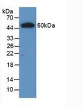 IFNL2 / IL28A Antibody