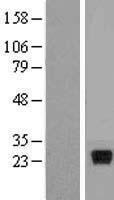 IFNL2 / IL28A Protein - Western validation with an anti-DDK antibody * L: Control HEK293 lysate R: Over-expression lysate