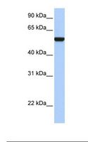 IFRD1 / TIS7 Antibody - Fetal heart lysate. Antibody concentration: 1.0 ug/ml. Gel concentration: 12%.  This image was taken for the unconjugated form of this product. Other forms have not been tested.