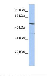 IFRD1 / TIS7 Antibody - Jurkat cell lysate. Antibody concentration: 1.0 ug/ml. Gel concentration: 12%.  This image was taken for the unconjugated form of this product. Other forms have not been tested.
