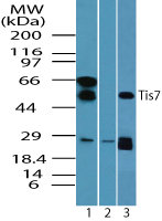 IFRD1 / TIS7 Antibody - Western blot of Tis7 in HeLa cell lysate in the 1) absence 2) presence of immunizing peptide and 3) RAW cell lysate using Polyclonal Antibody to Tis7 at 1.0 ug/ml, 1.0 ug/ml and 4.0 ug/ml respectively.