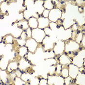 IFRD1 / TIS7 Antibody - Immunohistochemistry of paraffin-embedded mouse lung tissue.