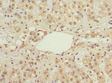 IFRD1 / TIS7 Antibody - Immunohistochemistry of paraffin-embedded human adrenal gland tissue at dilution 1:100