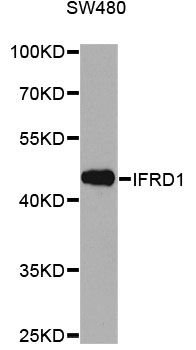 IFRD1 / TIS7 Antibody - Western blot analysis of extracts of SW480 cells, using IFRD1 antibody at 1:1000 dilution. The secondary antibody used was an HRP Goat Anti-Rabbit IgG (H+L) at 1:10000 dilution. Lysates were loaded 25ug per lane and 3% nonfat dry milk in TBST was used for blocking. An ECL Kit was used for detection and the exposure time was 90s.