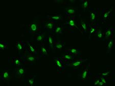 IFRD1 / TIS7 Antibody - Immunofluorescence staining of IFRD1 in HeLa cells. Cells were fixed with 4% PFA, permeabilzed with 0.1% Triton X-100 in PBS, blocked with 10% serum, and incubated with rabbit anti-human IFRD1 polyclonal antibody (dilution ratio 1:1000) at 4°C overnight. Then cells were stained with the Alexa Fluor 488-conjugated Goat Anti-rabbit IgG secondary antibody (green).