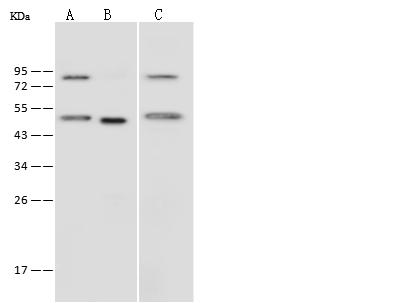 IFRD1 / TIS7 Antibody - Anti-IFRD1 rabbit polyclonal antibody at 1:500 dilution. Lane A: Jurkat Whole Cell Lysate. Lane B: HeLa Whole Cell Lysate. Lane C: MOLT4 Whole Cell Lysate. Lysates/proteins at 30 ug per lane. Secondary: Goat Anti-Rabbit IgG (H+L)/HRP at 1/10000 dilution. Developed using the ECL technique. Performed under reducing conditions. Predicted band size: 50 kDa. Observed band size: 50 kDa.