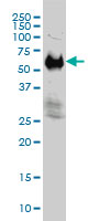 IFRD2 Antibody - IFRD2 monoclonal antibody (M01), clone 1A4-1G1 Western Blot analysis of IFRD2 expression in HeLa NE.