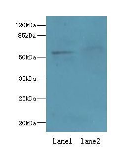 IFRD2 Antibody - Western blot. All lanes: IFRD2 antibody at 12 ug/ml. Lane 1: HeLa whole cell lysate. Lane 2: PC-3 whole cell lysate. Secondary Goat polyclonal to Rabbit IgG at 1:10000 dilution. Predicted band size: 55 kDa. Observed band size: 55 kDa.