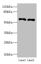 IFRD2 Antibody - Western blot All lanes: IFRD2 antibody at 12µg/ml Lane 1: Hela whole cell lysate Lane 2: PC-3 whole cell lysate Secondary Goat polyclonal to rabbit IgG at 1/10000 dilution Predicted band size: 55, 66 kDa Observed band size: 55 kDa