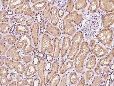 IFT122 / WDR10 Antibody - Immunochemical staining of human IFT122 in human kidney with rabbit polyclonal antibody at 1:100 dilution, formalin-fixed paraffin embedded sections.